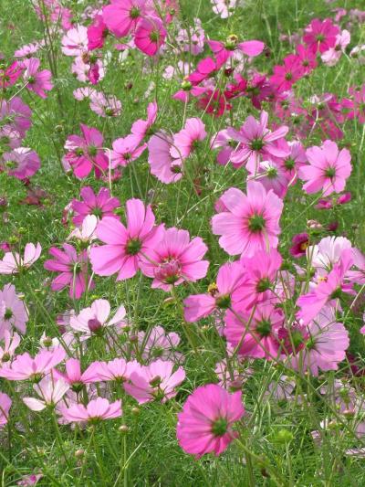 万博コスモスフェスタ