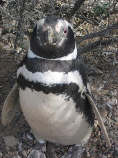 ペンギン天国　PUNTA TONBO