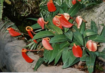 花の美術館～♪