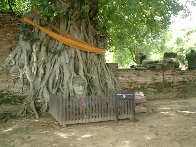 天使の都バンコク旅行