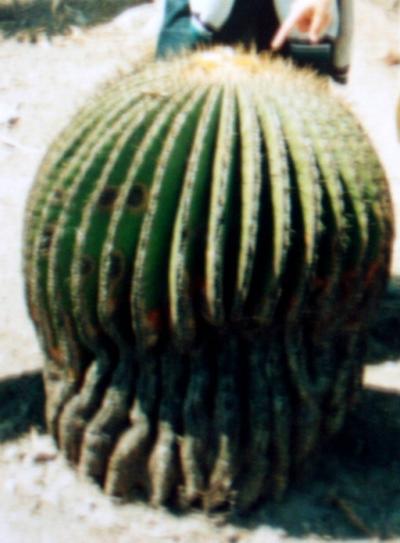 メキシコ☆1995