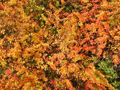 Skaneleden Dorrod~Sovdeborgskorset