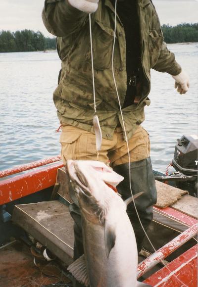 シベリヤのタイガを分け入りオホータ川での鮭釣り