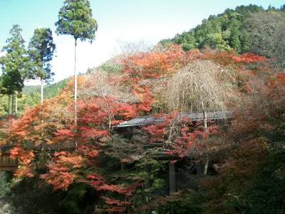 高山寺、西明寺、大河内山荘で紅葉を楽しみました