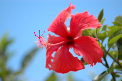 マウイ島は、まいう～(^_^;)