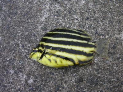 東伊豆　「望水」滞在記