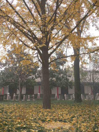 中原・西北地方視察旅行−西安市内観光（大雁塔、小雁塔）