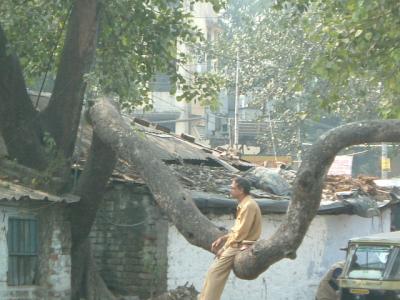 インド　茶メイン　オークション
