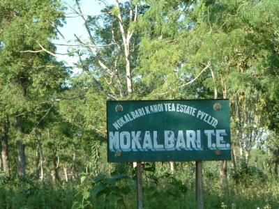 インド　アッサムへ