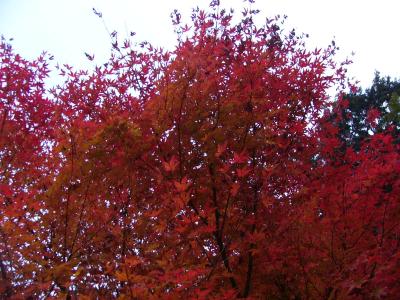 藤枝市　滝ノ谷不動峡周辺の紅葉（身近な紅葉を求めて）