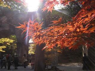 京都紅葉狩りに感激