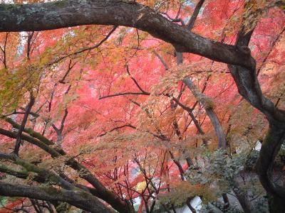 紅葉真っ盛りの京都?