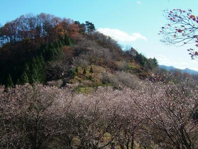 鬼石の冬桜