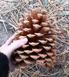 パームスプリングス日帰り旅行