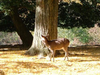 大仏つかみどり