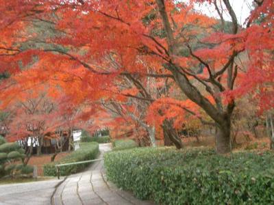 苔寺、鈴虫寺、地蔵院の初冬はまだ紅葉が楽しめました。