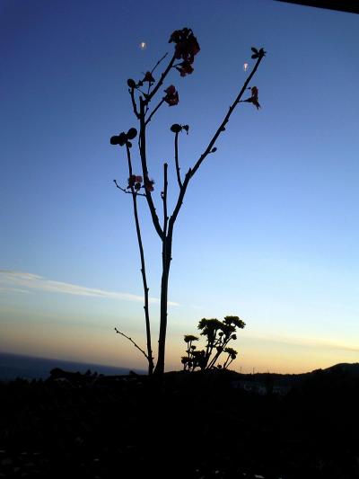 静岡/初冬伊豆の温泉とワンコとのふれあい＠茄子のはな（2005年12月）
