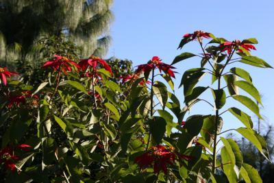 ヒマラヤ・ネパールの旅 16・・旅いつまでも・・