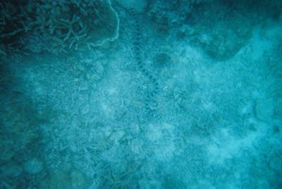 フィジー旅行の日記?