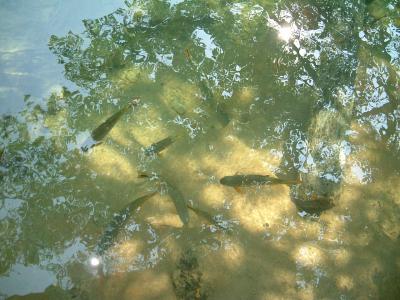 Ｂｏｎｉｔｏ旅行　～天然水族館編～