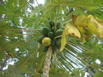 フィジー旅行の日記?