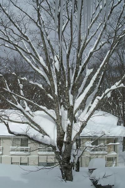 田沢湖ブナ林に吹雪舞う 「田沢湖温泉郷」