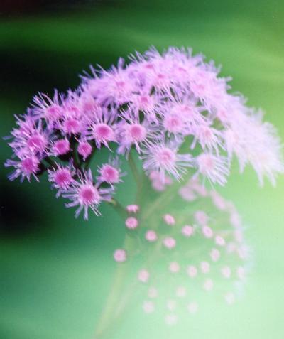 秘境の島パプア・ニューギニア島ー地球の島めぐり・島の花