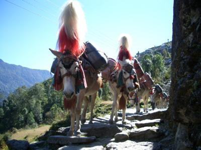 アンナプルナ内院を歩く。旅も終わりに。　その　６