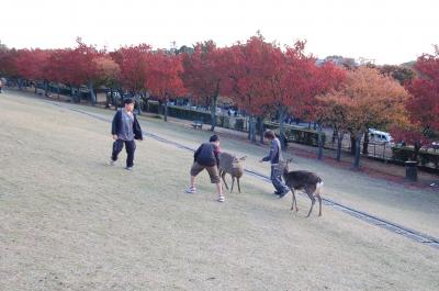 奈良公園の鹿はピストルを持っている