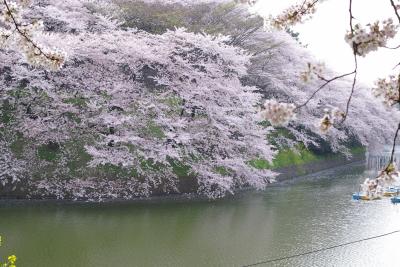 日本人は桜だよ