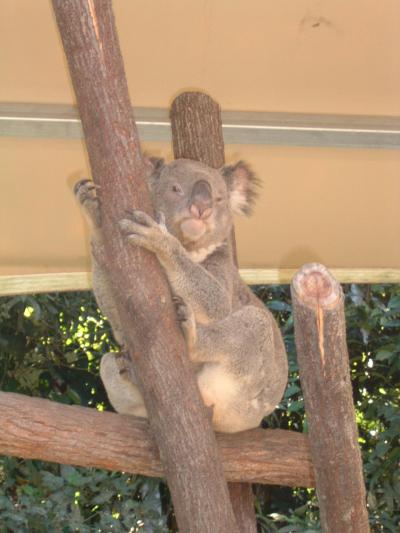 初めてのコアラ＆野良カンガルー in Cairns(Australia)