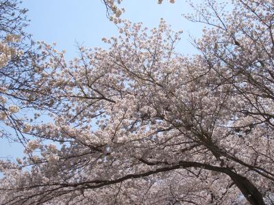 醍醐寺～北山～円山公園　満開の桜