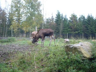 スウェーデン?　ヴェクショーのガラス工房とヘラジカ記念館