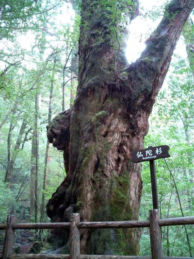 世界遺産の旅-屋久島　?ヤクスギランド