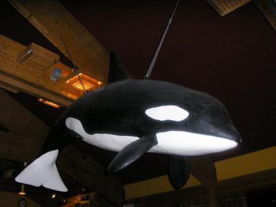 Tysfjord ORCA snorkeling 北極圏でシャチと泳ぐ！！！