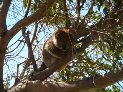 オーストラリアでワーホリ? パースからメルボルンへ カンガルー島への旅