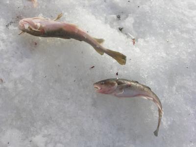 アイスフィッシング