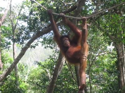 波瀾万丈@コタキナバル