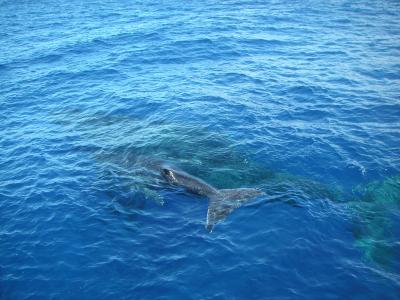 初春ハワイ☆マウイ島ホエールウォッチング編