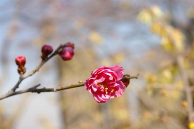 ちょっと早かった百草園梅まつり