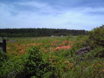 6月のビーナスライン&霧ヶ峰
