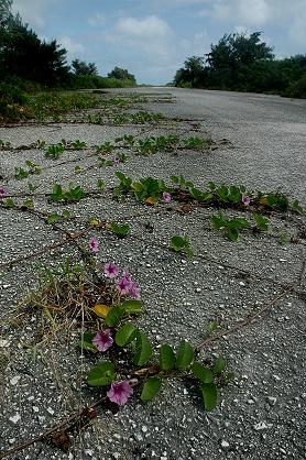 ★南の島の光と影（８） −テニアン北部