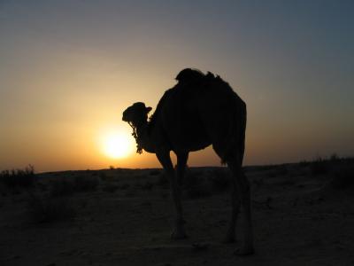 チュニジア旅行記