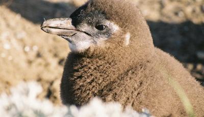 マゼランペンギンはいたますぃ．．．オトウェイ湾(プンタアレーナス郊外)