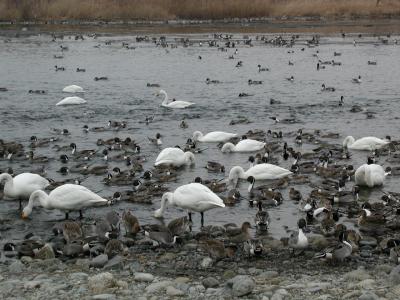 白鳥の飛来地、旧川本町を訪ねる