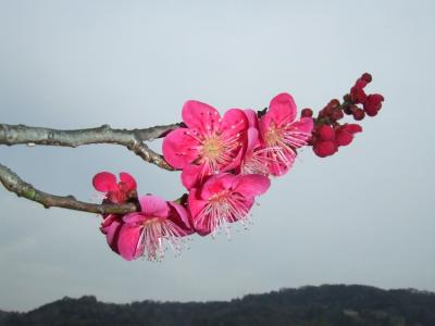 春を探しに小田原へ