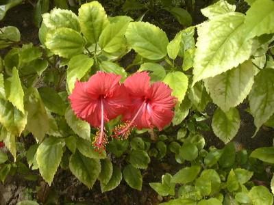 父の還暦祝いはビンタン島へ