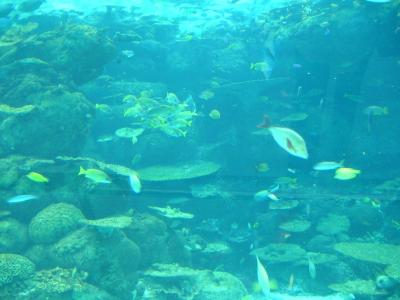 名古屋港水族館とイタリア村