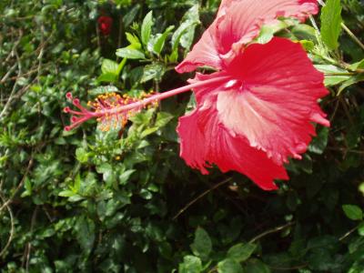 マウイ島は1日でなく1週間くらい過ごしたい!