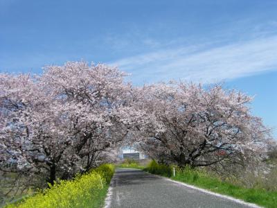 さくら舞い散る道の上で～♪